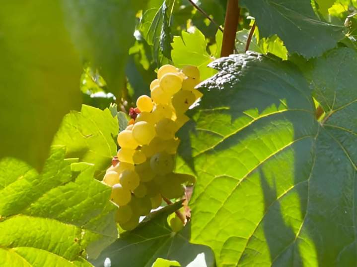 Culture viticole Bouzeron