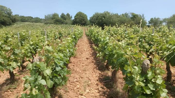 Viticulteur Bouzeron