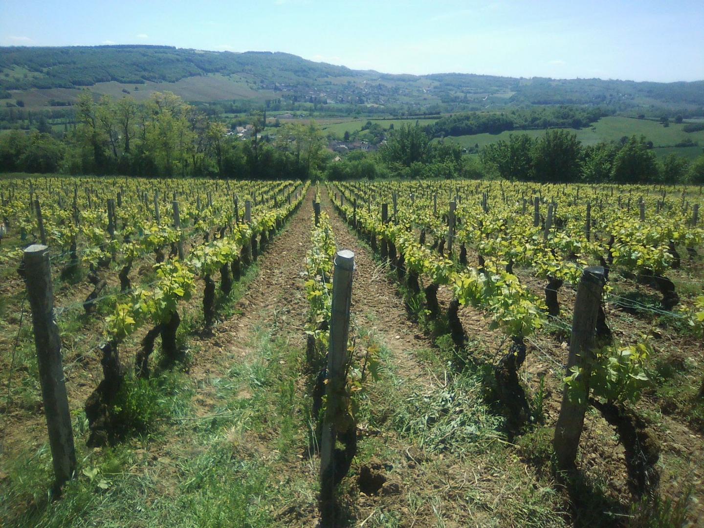 Vins de terroir Bouzeron
